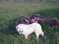 mastino abruzzese